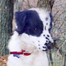 Cleo was adopted in 2003
